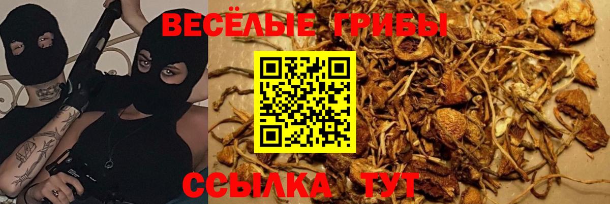 Галлюциногенные грибы Psilocybine cubensis Красногорск